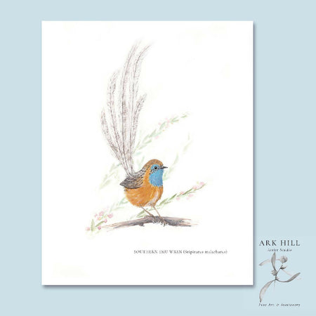 Southern Emu-Wren (Stipiturus malachurus) - Australian Tiny Birds Series