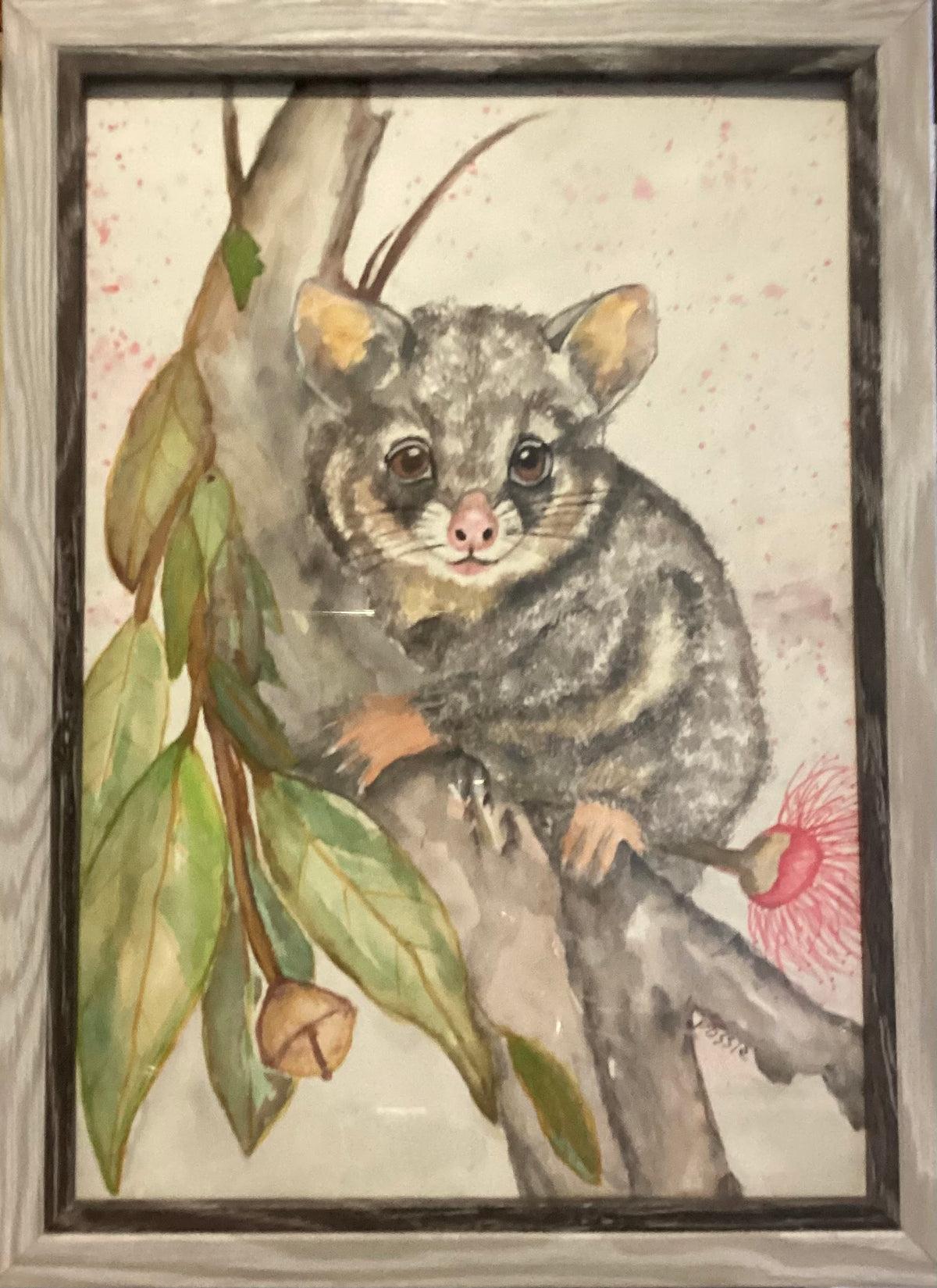 The curious possum