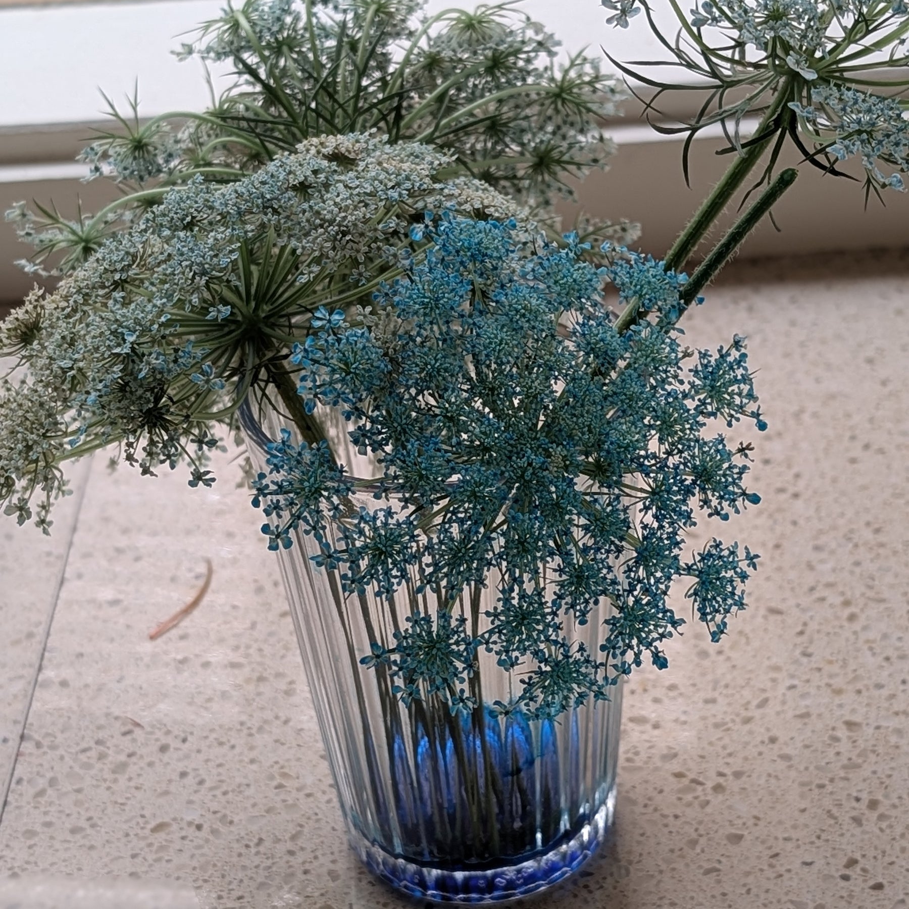 Queen Anne's Lace, teal dangles