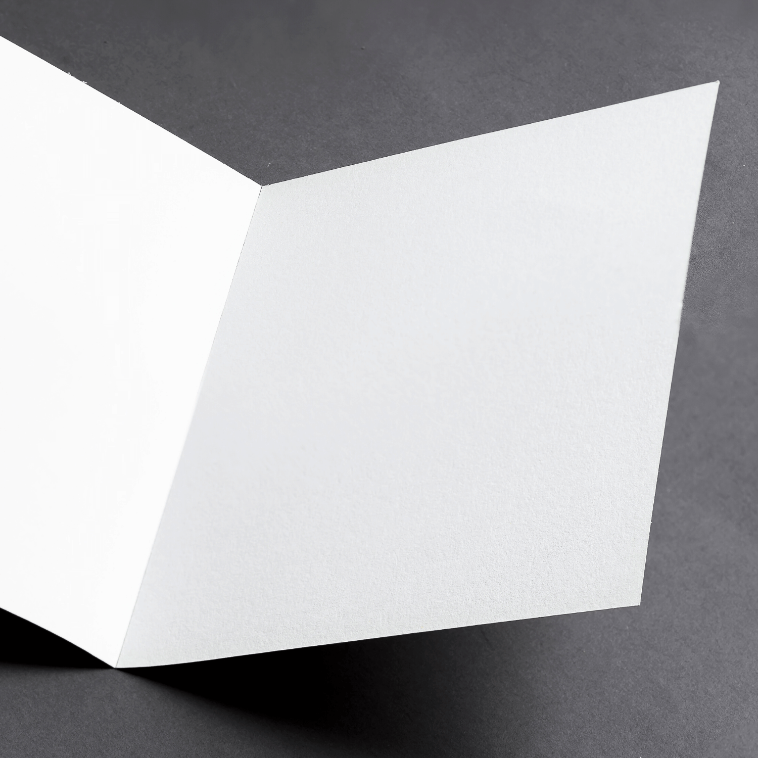 (4) Australian Kangaroo Greeting Card Set - Expressive Art