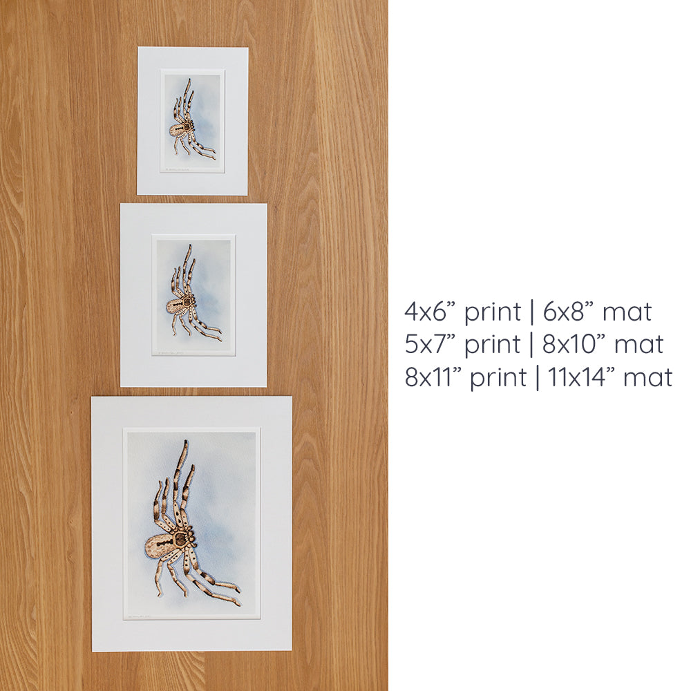 Print | Matted | Banded Huntsman