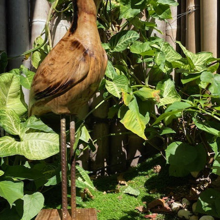 Hand carved wooden Bush Stone Curlew Scultpure