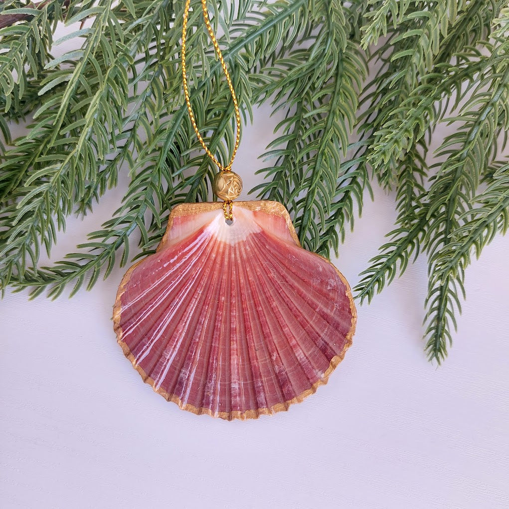 Real shell hanging Christmas ornament - Australian beach Christmas decoration