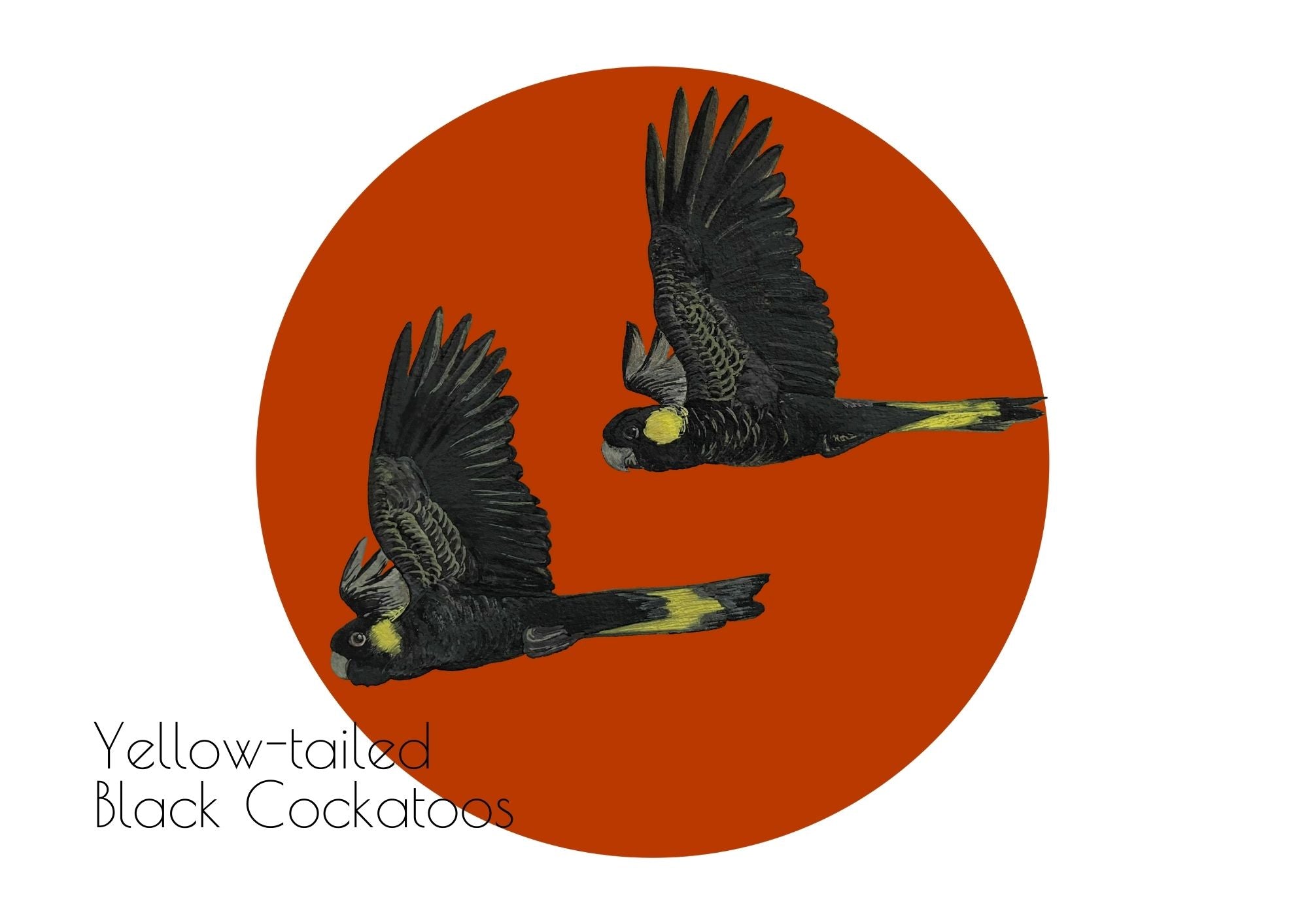 2025 Calendar - Birds of the Blue Mountains