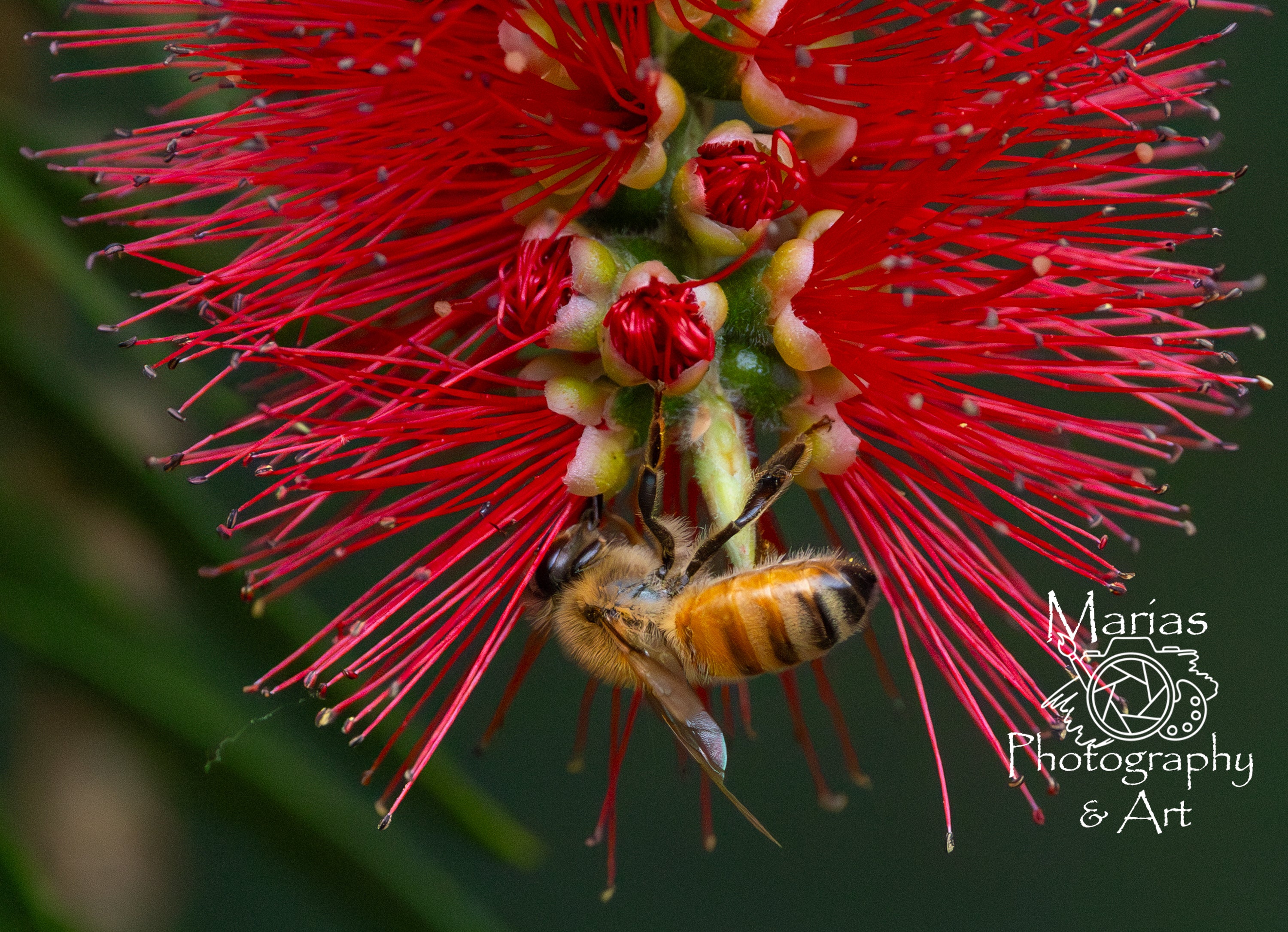 Photographic print | Wall Art | Bee-autiful