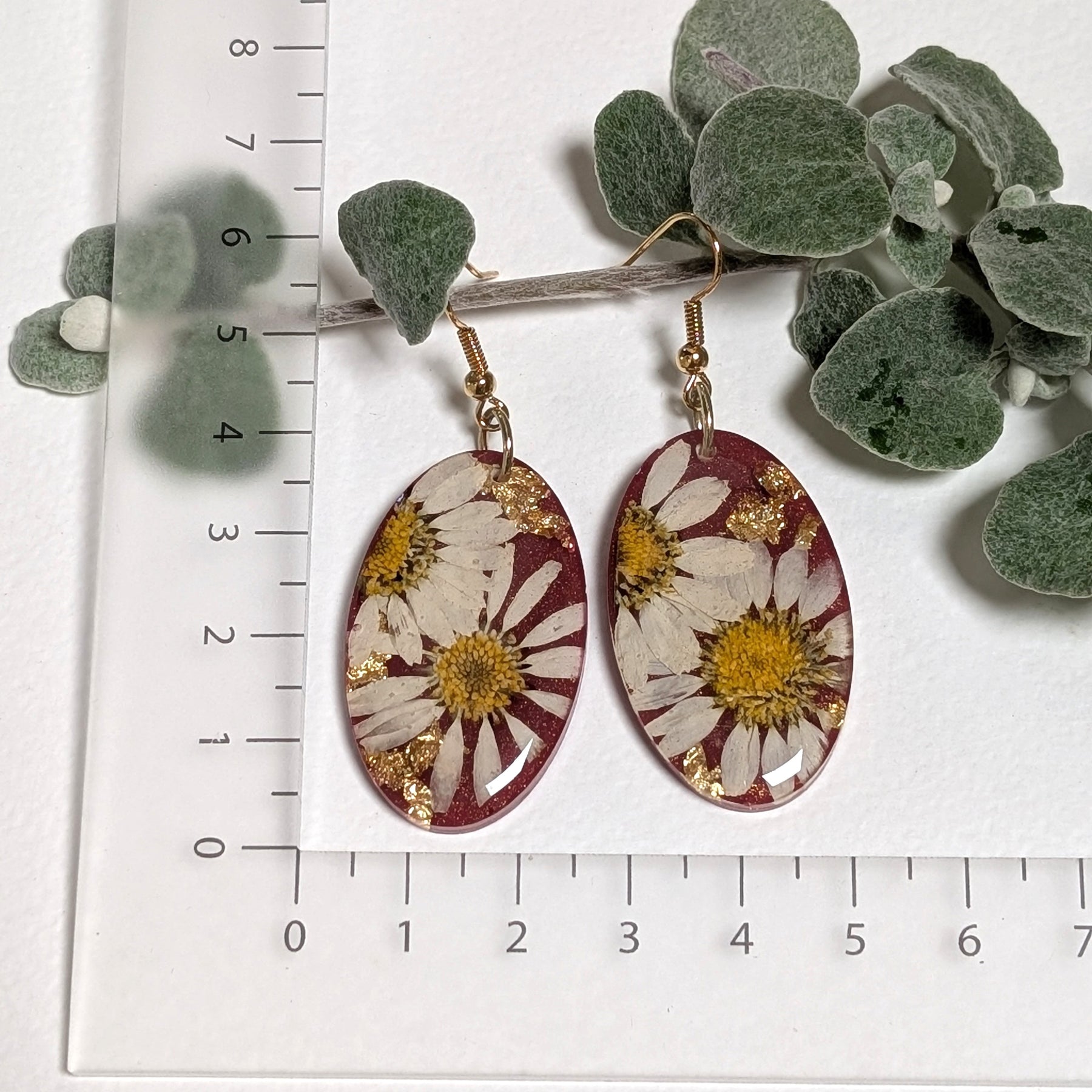 Real daisy earrings with merlot background
