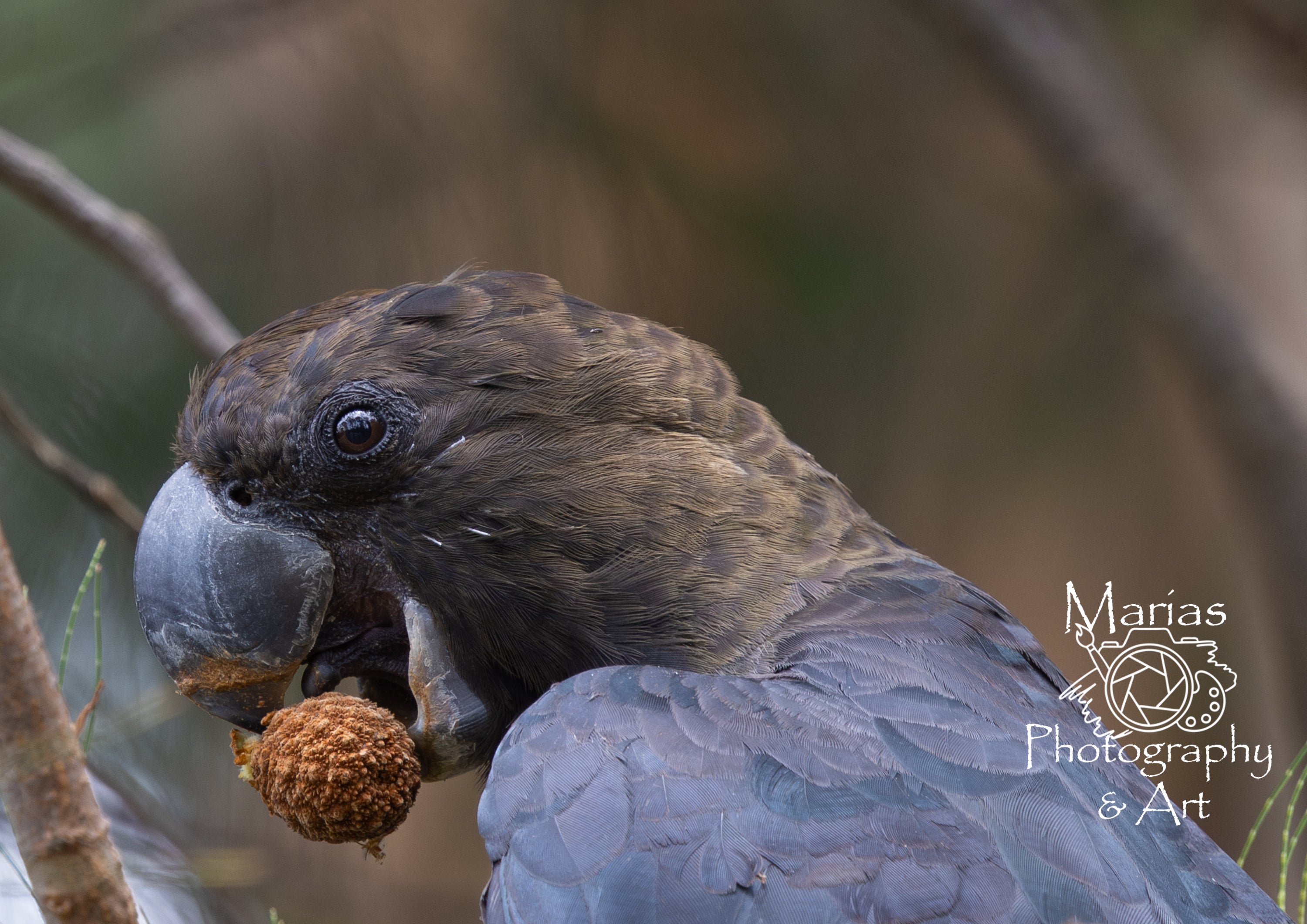 Photographic Print | Wall Art | Glossy Black Cockatoo