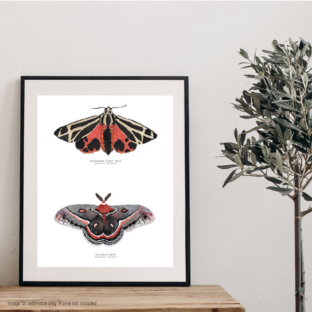 Watercolour Art Print - The Insect Series - 'Warm Hued Moth Duo'