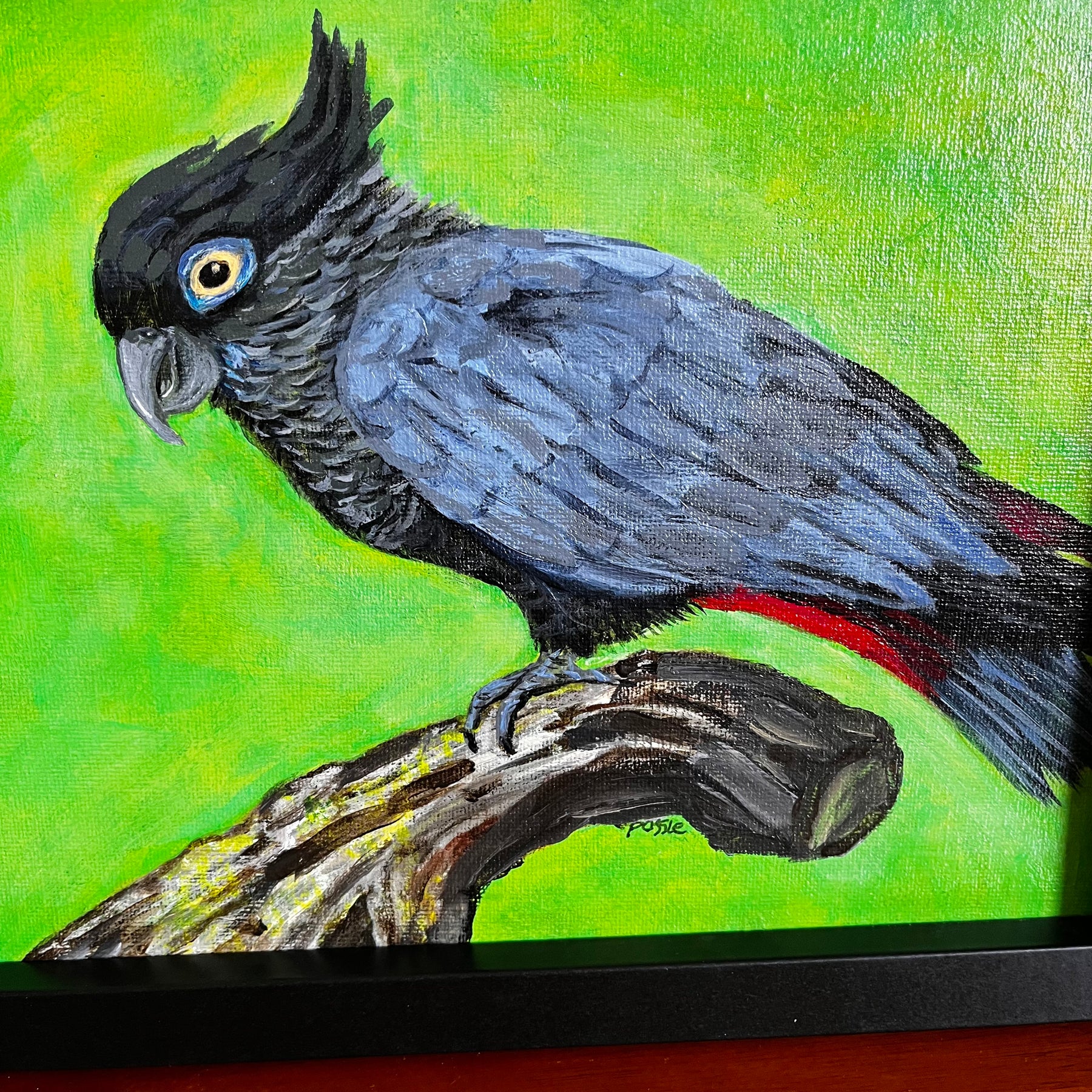 Black Cockatoo