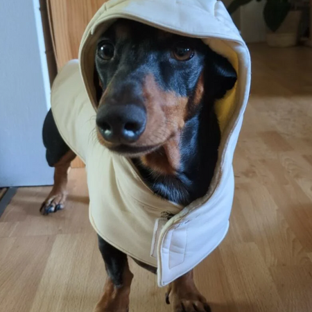 Dachshund dog raincoat for Puppy. Handmade Pet clothing/costume