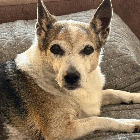 Custom Listing DeNiro