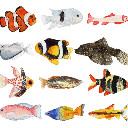 Aquarium Fish - art print