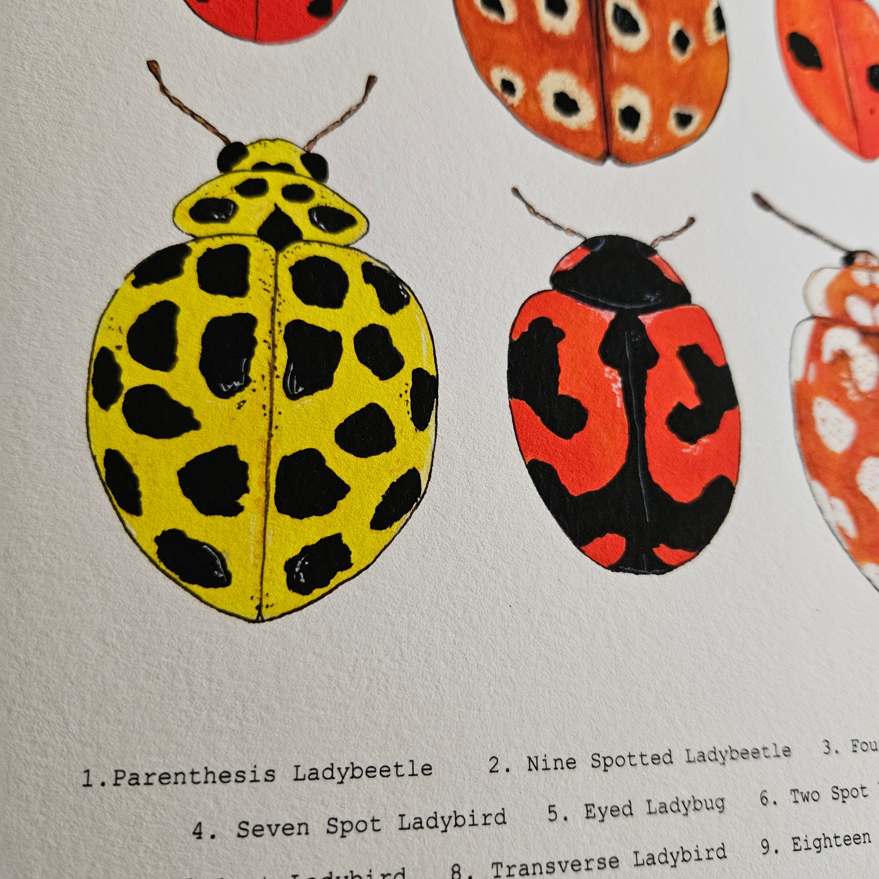 Watercolour Art Print - 'Ladybug Collage'