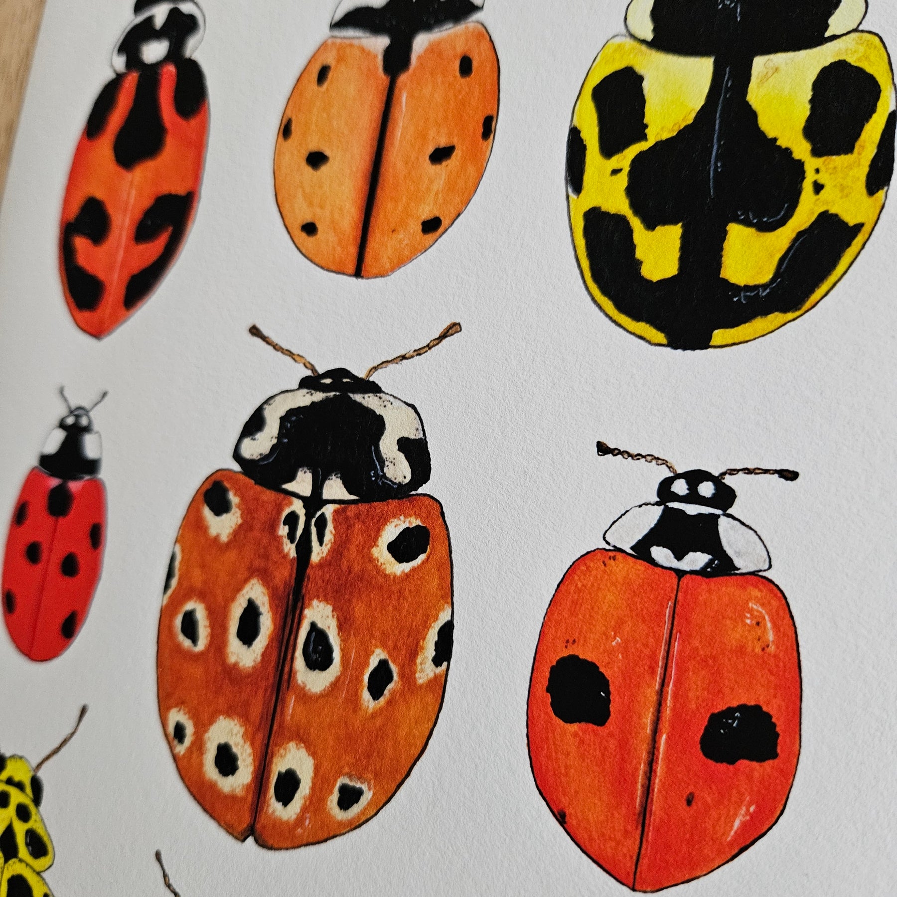 Watercolour Art Print - 'Ladybug Collage'