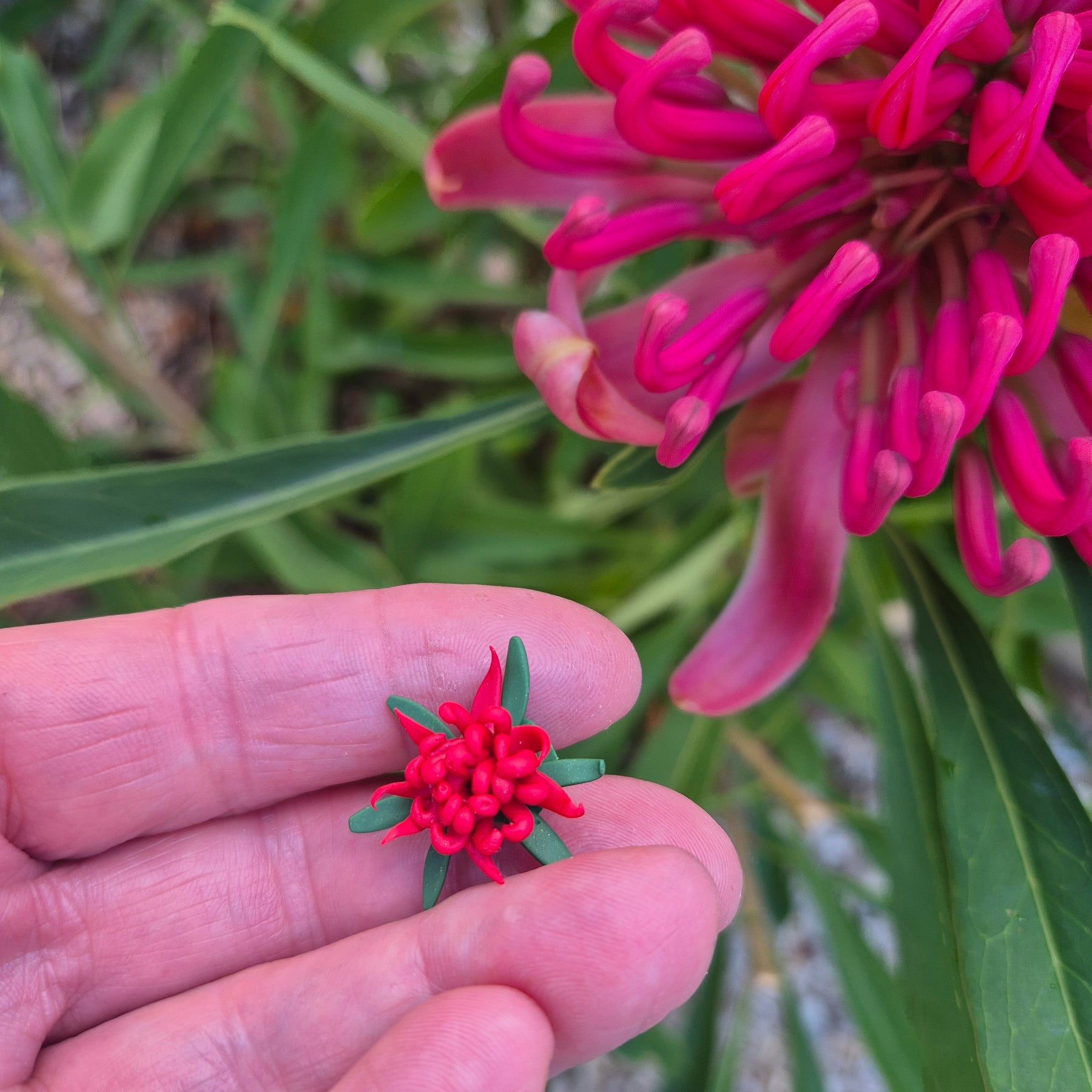 Waratah Earrings (choose from 4)