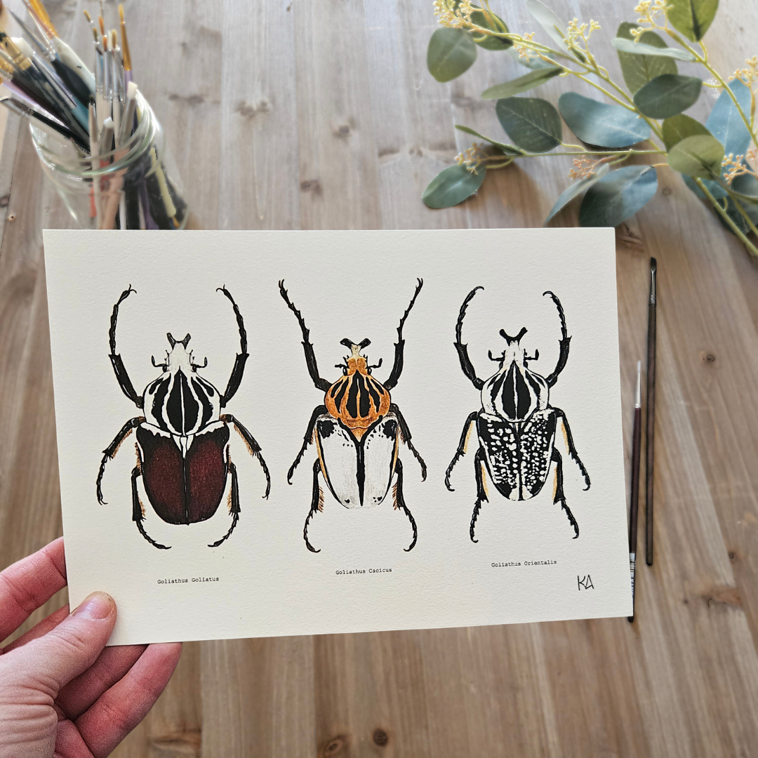Watercolour Art Print - 'Goliath Beetle Trio'