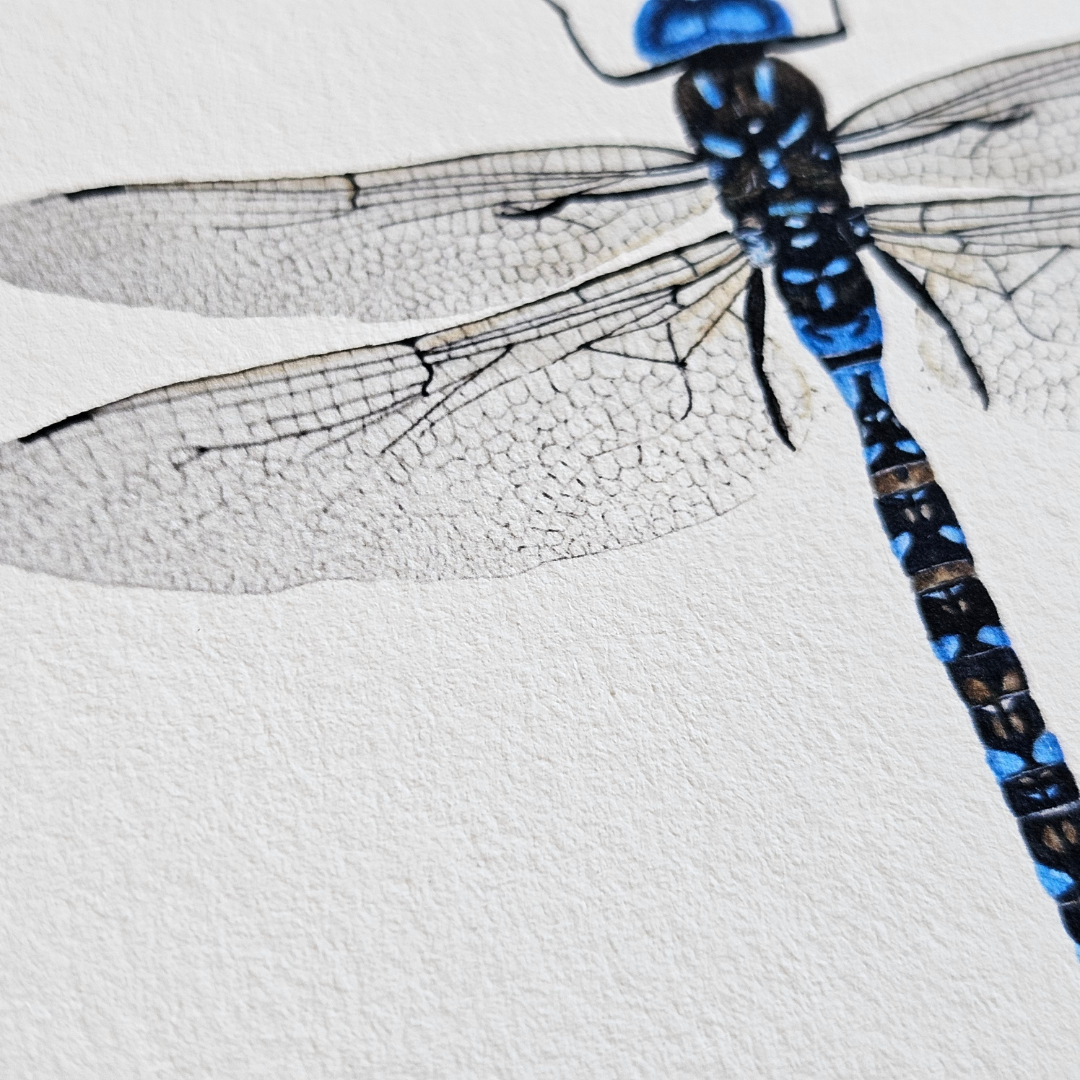 Watercolour Art Print - 'Emperor Dragonfly'