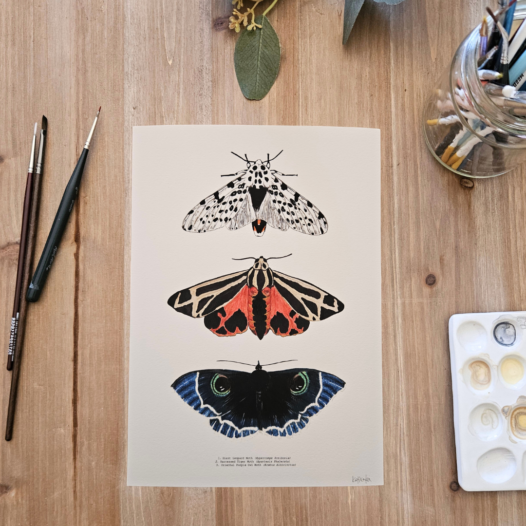 Watercolour Art Print - 'Moth Trio'