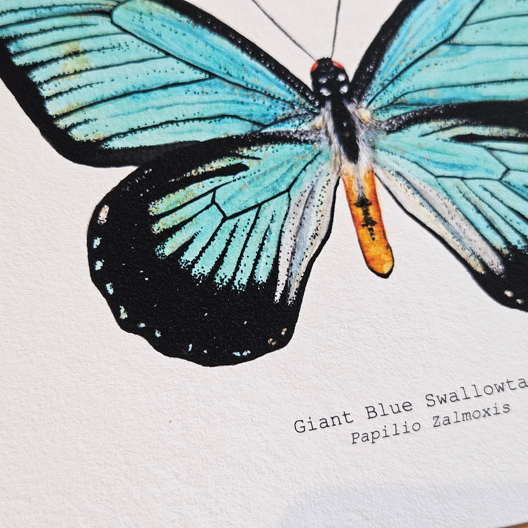 Watercolour Art Print - 'Giant Blue Swallowtail Butterfly'