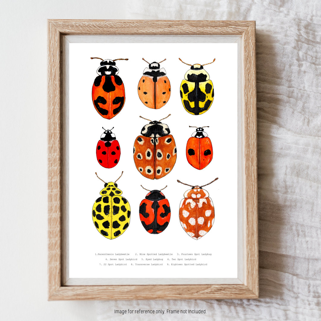 Watercolour Art Print - 'Ladybug Collage'