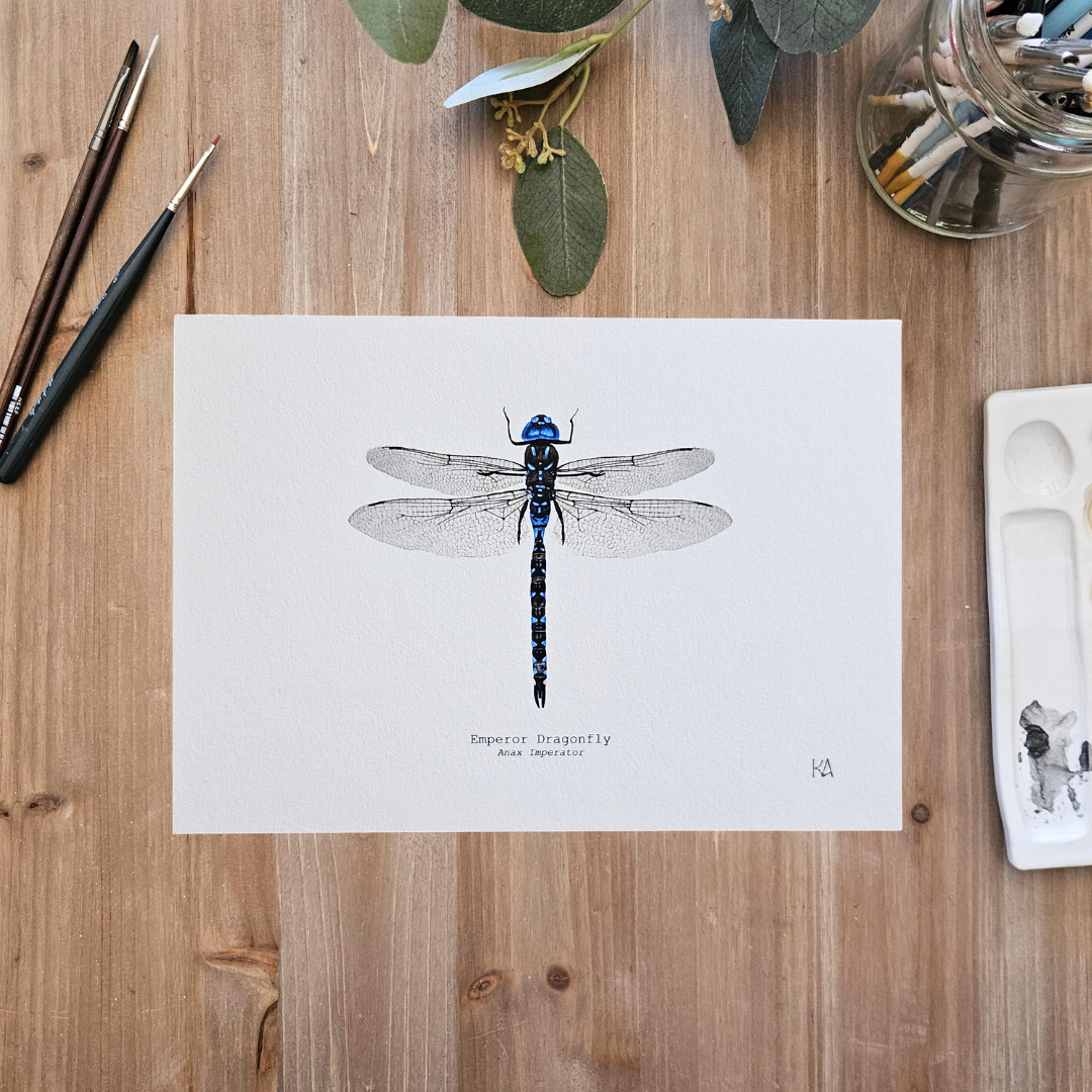 Watercolour Art Print - 'Emperor Dragonfly'