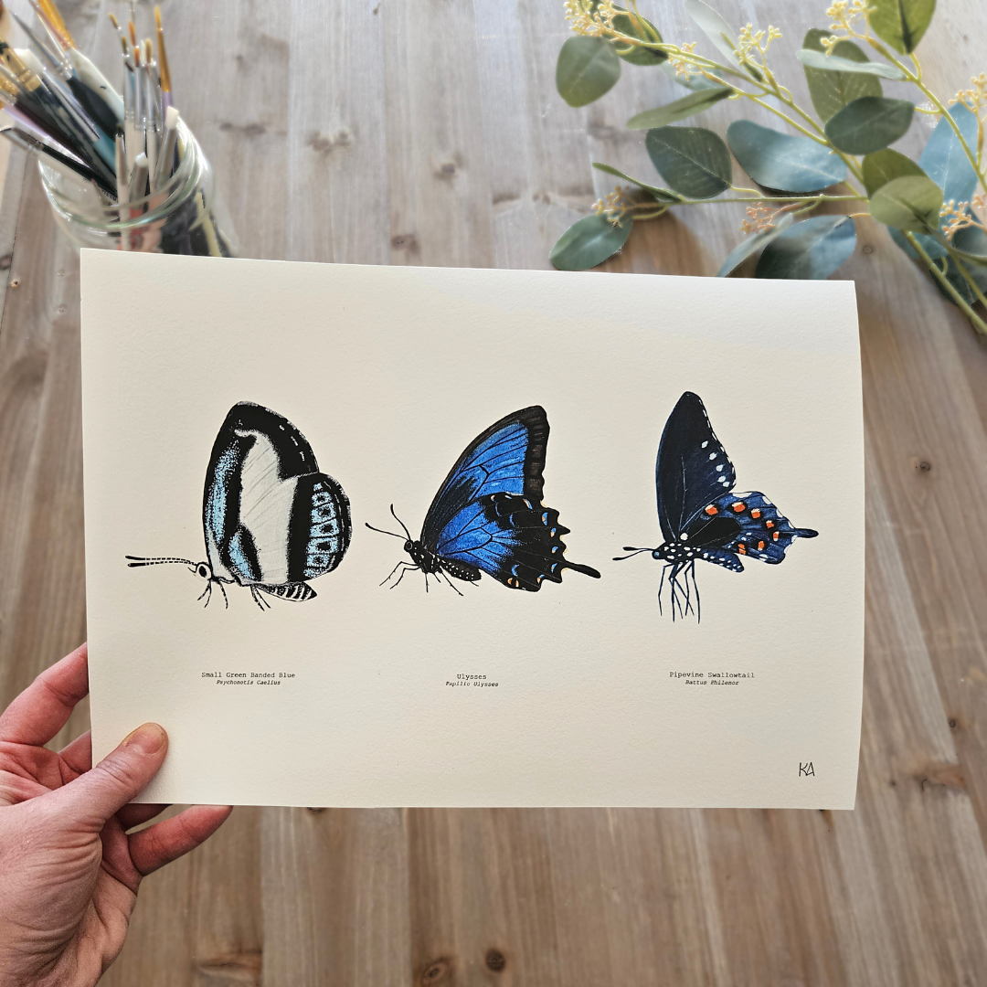 Watercolour Art Print - 'Blue Butterfly Trio'