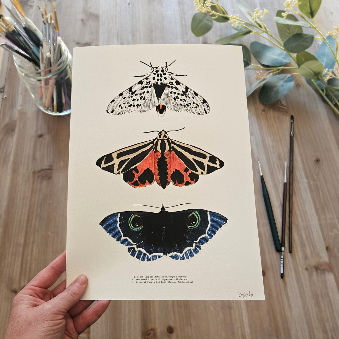 Watercolour Art Print - 'Moth Trio'