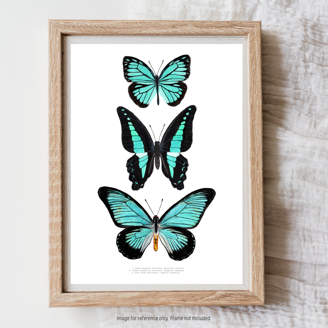Watercolour Art Print - 'Turquoise Butterfly Trio'