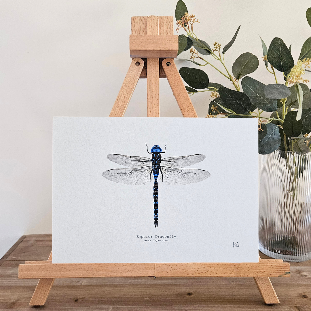 Watercolour Art Print - 'Emperor Dragonfly'