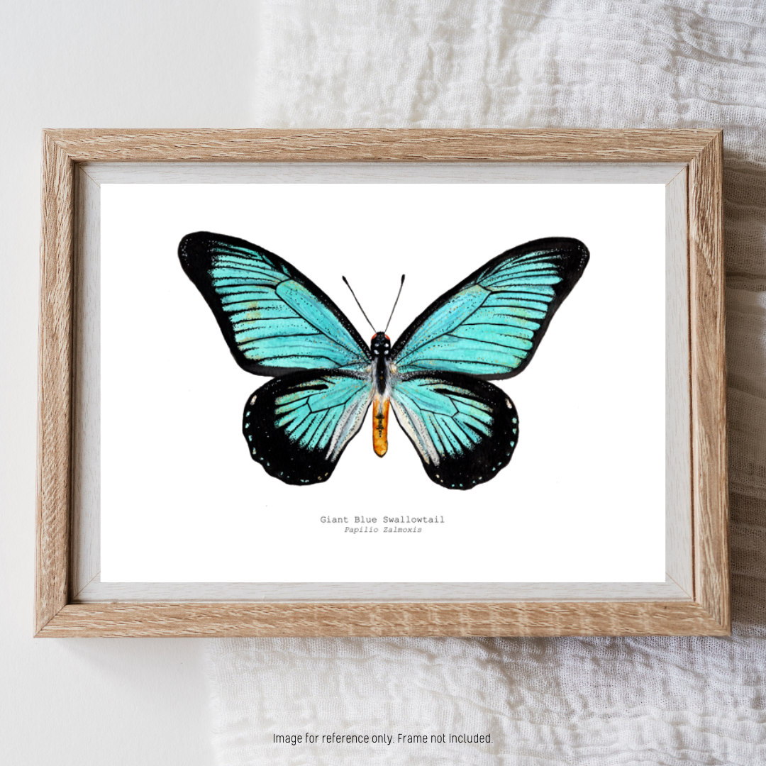 Watercolour Art Print - 'Giant Blue Swallowtail Butterfly'