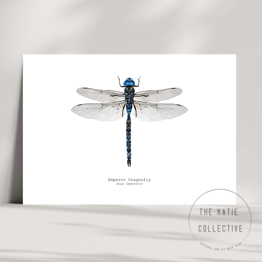 Watercolour Art Print - 'Emperor Dragonfly'
