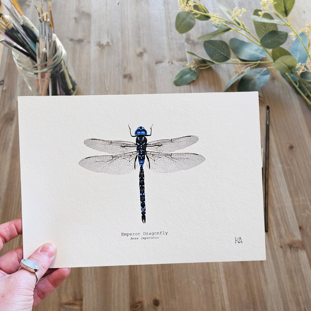 Watercolour Art Print - 'Emperor Dragonfly'