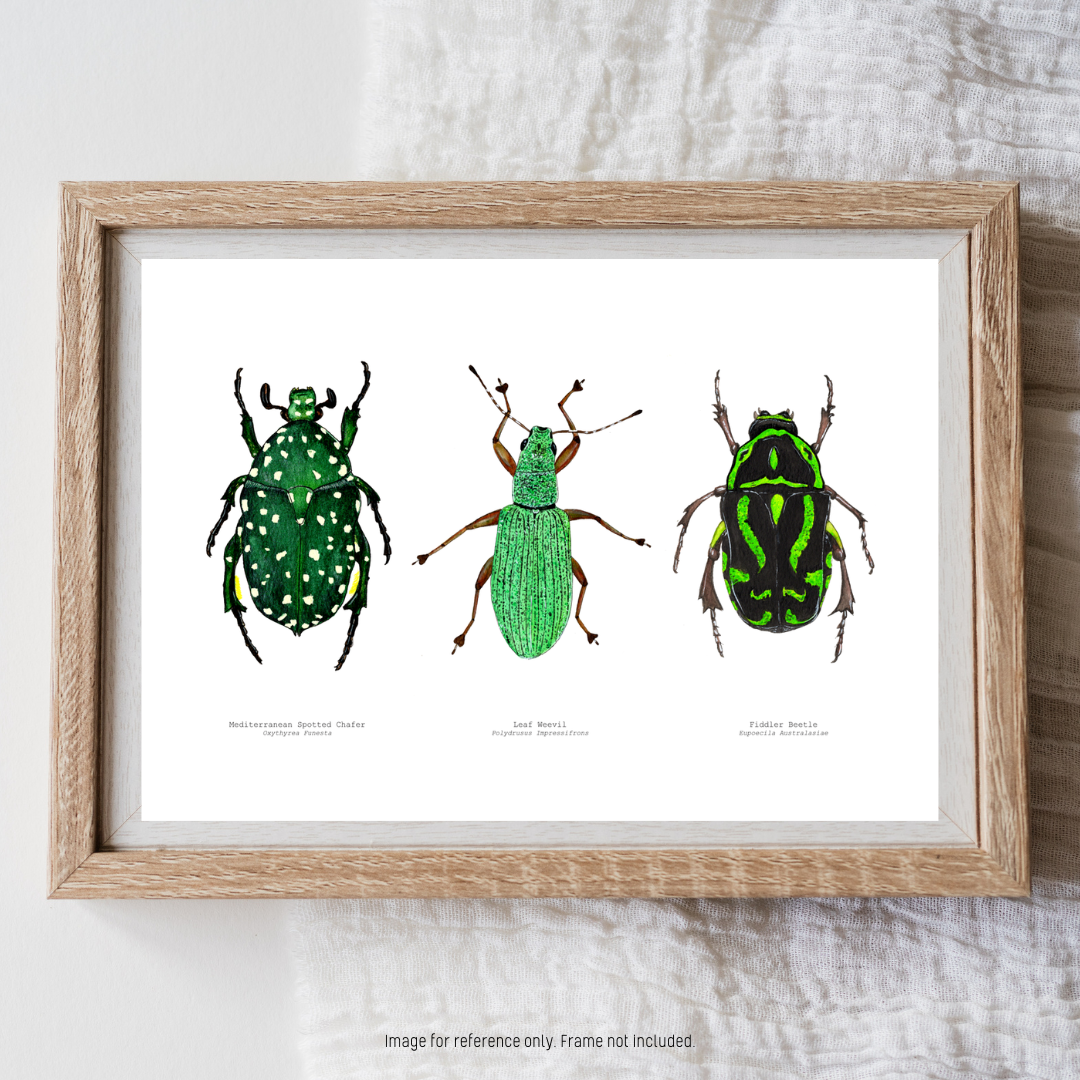 Watercolour Art Print - 'Green Bug Trio'