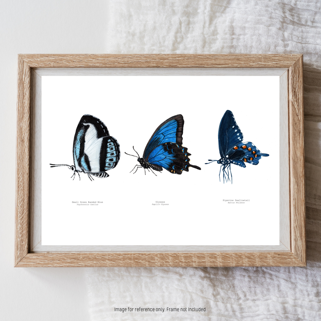 Watercolour Art Print - 'Blue Butterfly Trio'