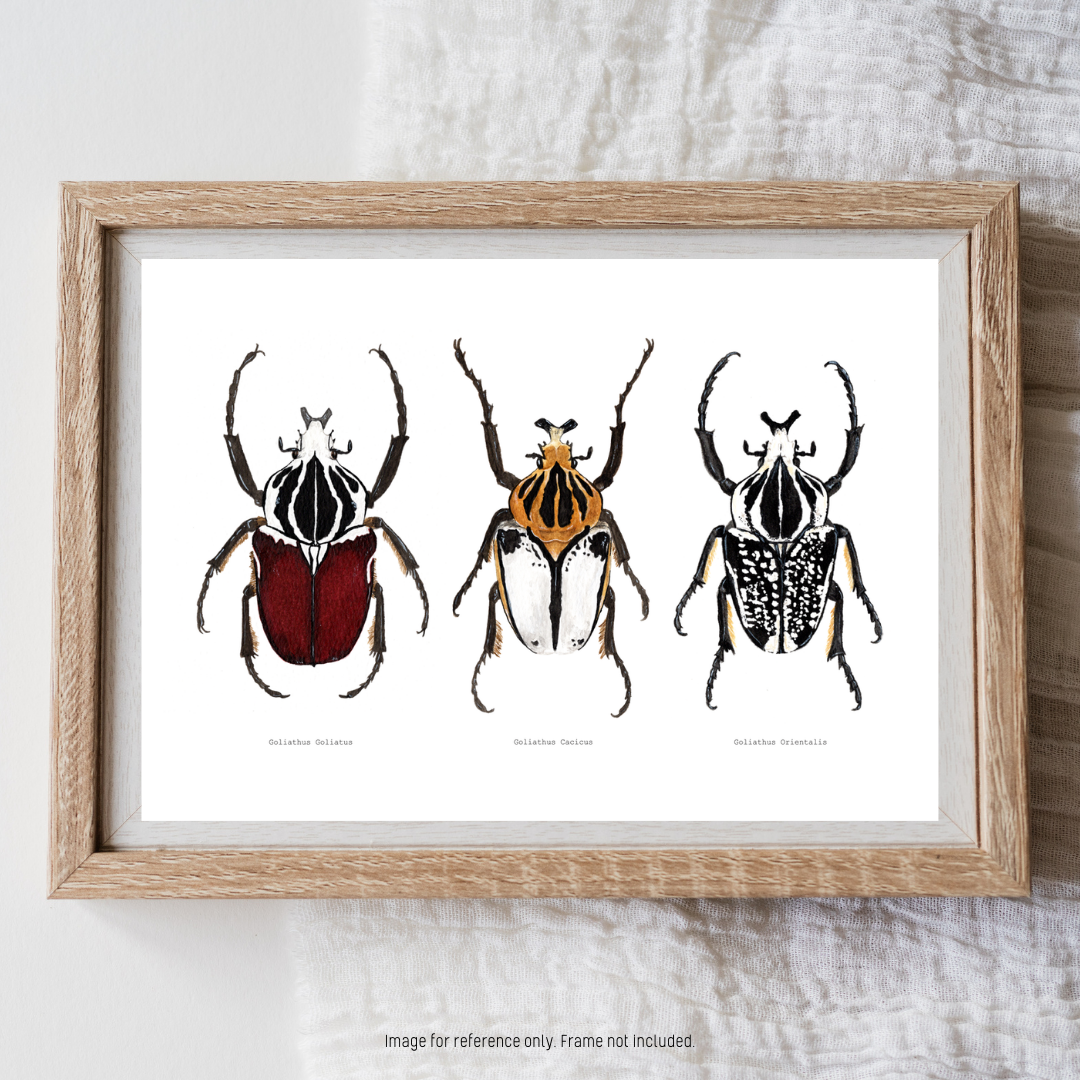 Watercolour Art Print - 'Goliath Beetle Trio'