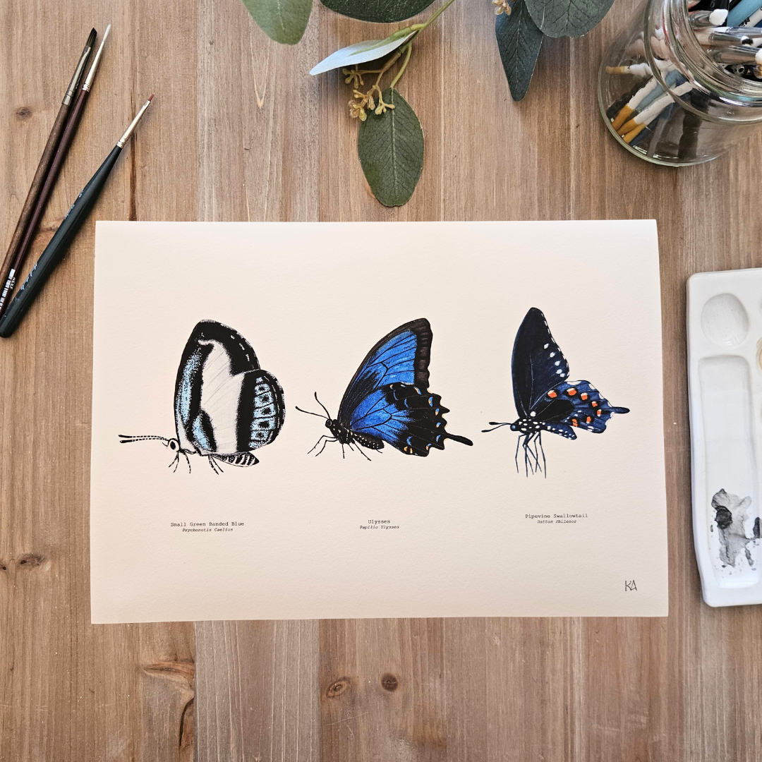 Watercolour Art Print - 'Blue Butterfly Trio'