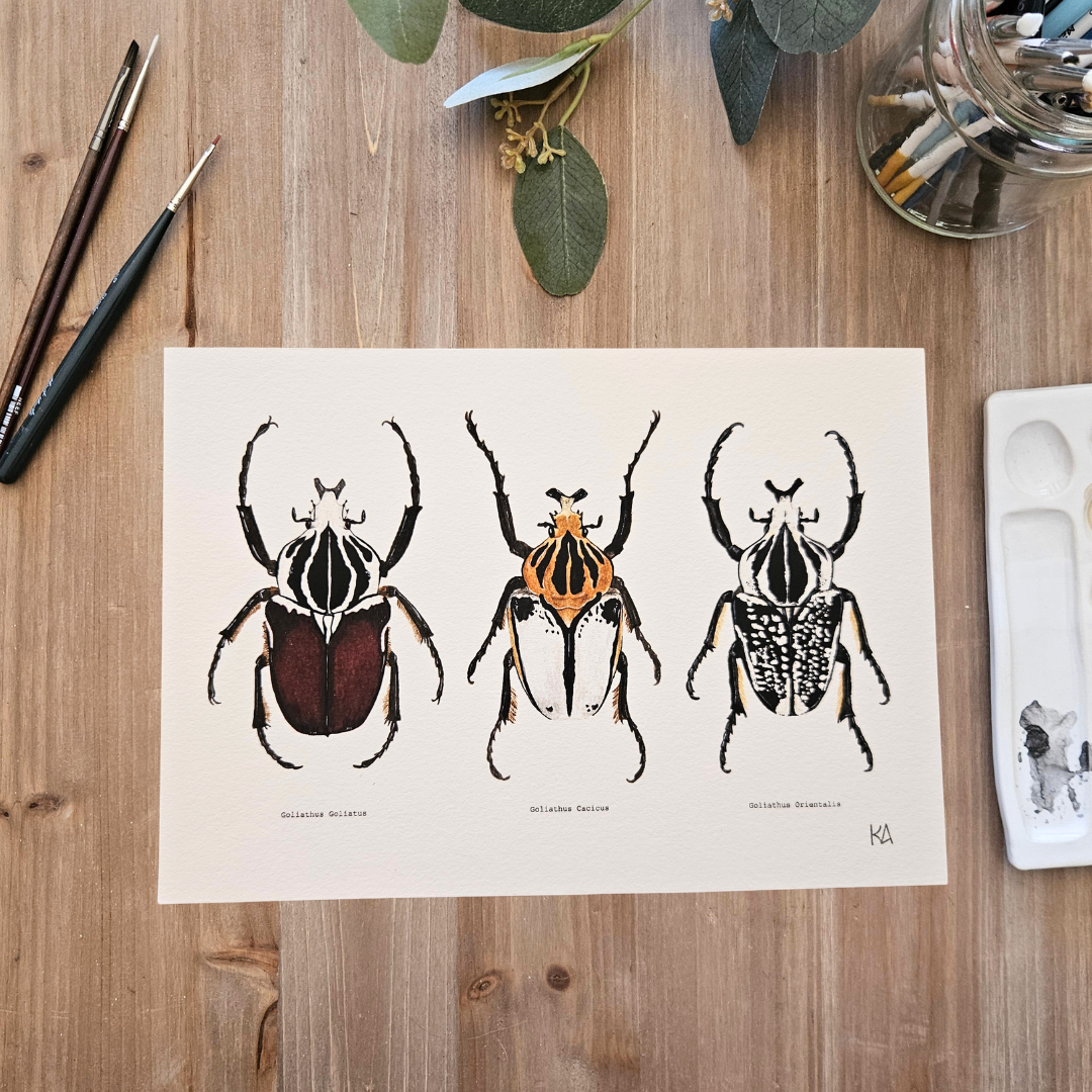 Watercolour Art Print - 'Goliath Beetle Trio'