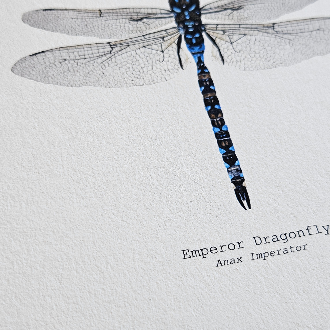 Watercolour Art Print - 'Emperor Dragonfly'