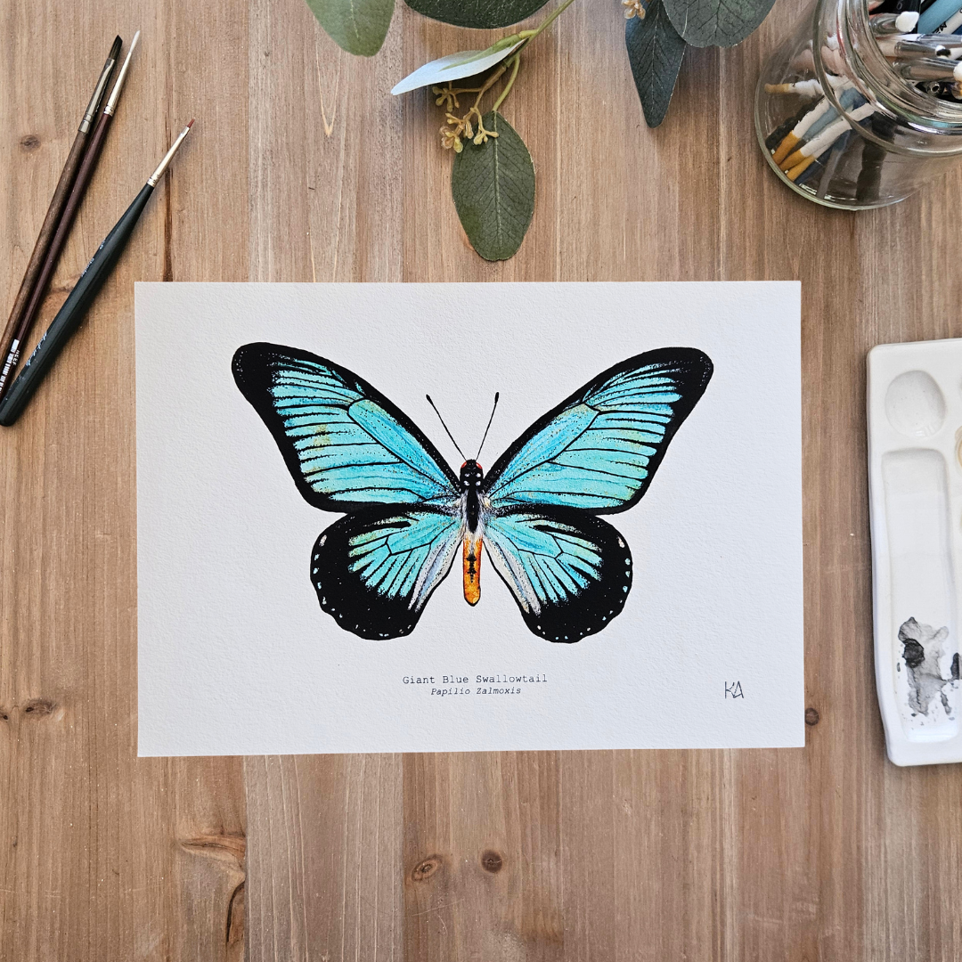 Watercolour Art Print - 'Giant Blue Swallowtail Butterfly'