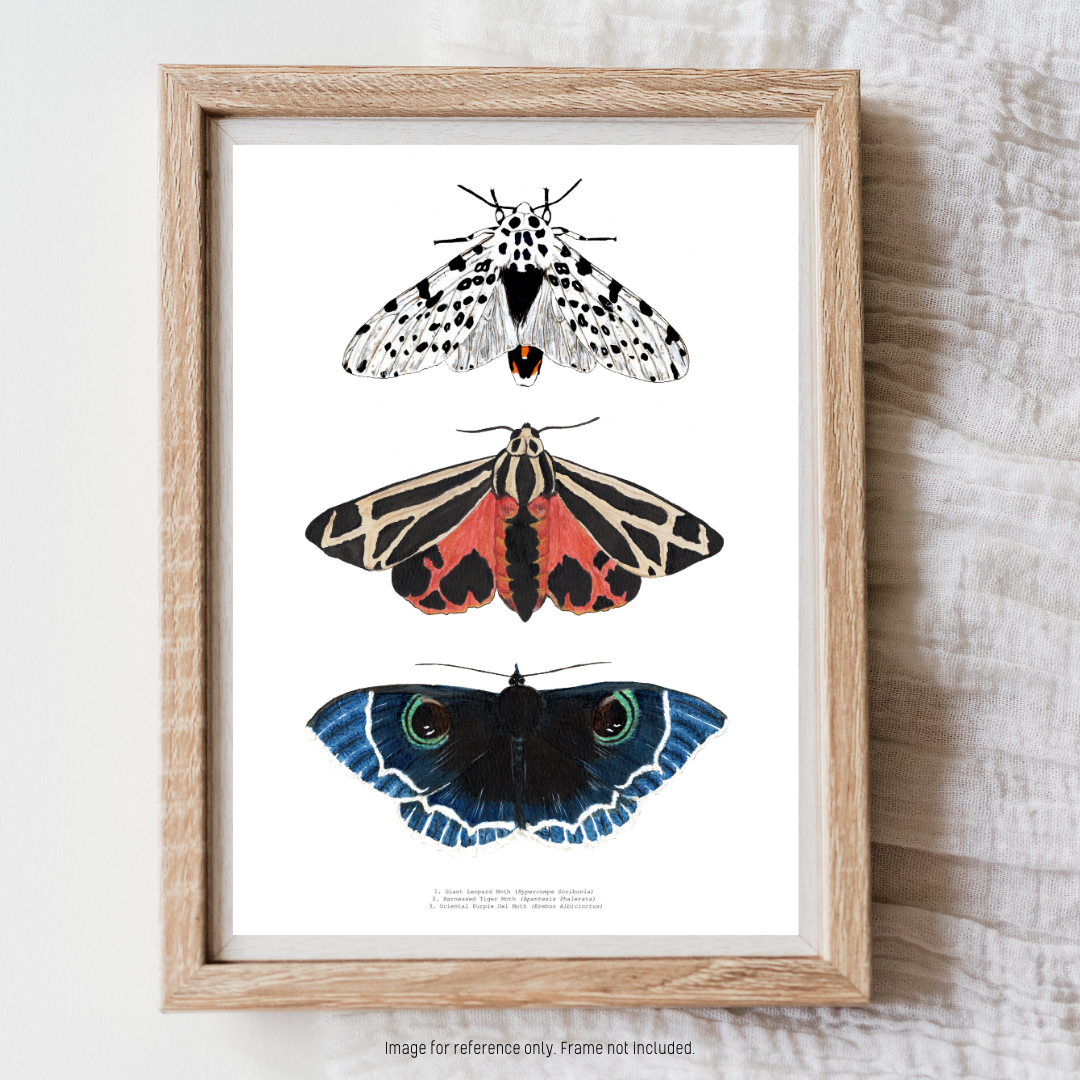 Watercolour Art Print - 'Moth Trio'
