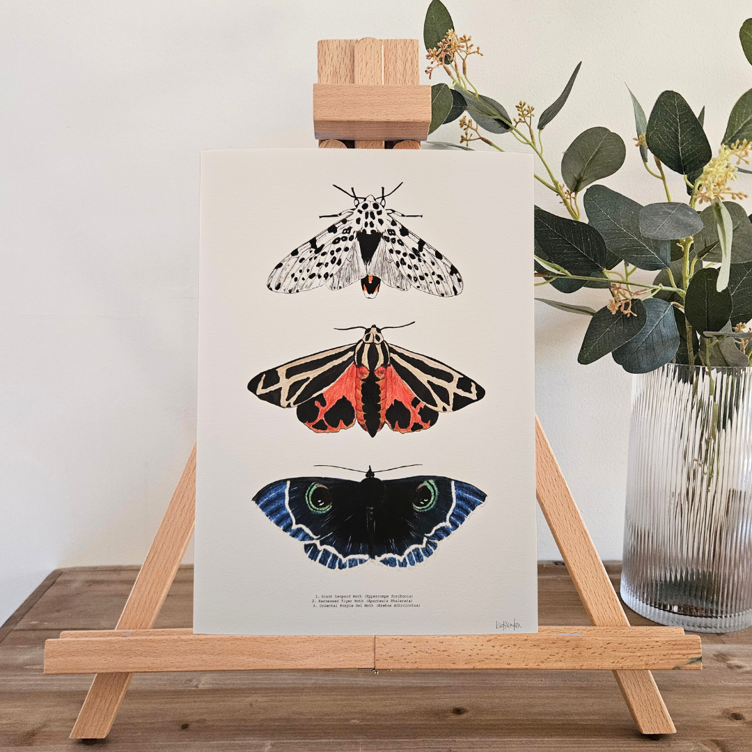 Watercolour Art Print - 'Moth Trio'