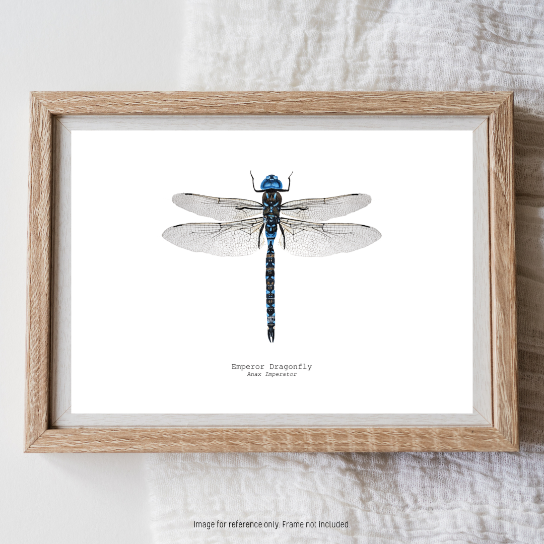 Watercolour Art Print - 'Emperor Dragonfly'