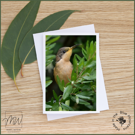 Blank Greeting Card - Juvenile Eastern Spinebill - Photo