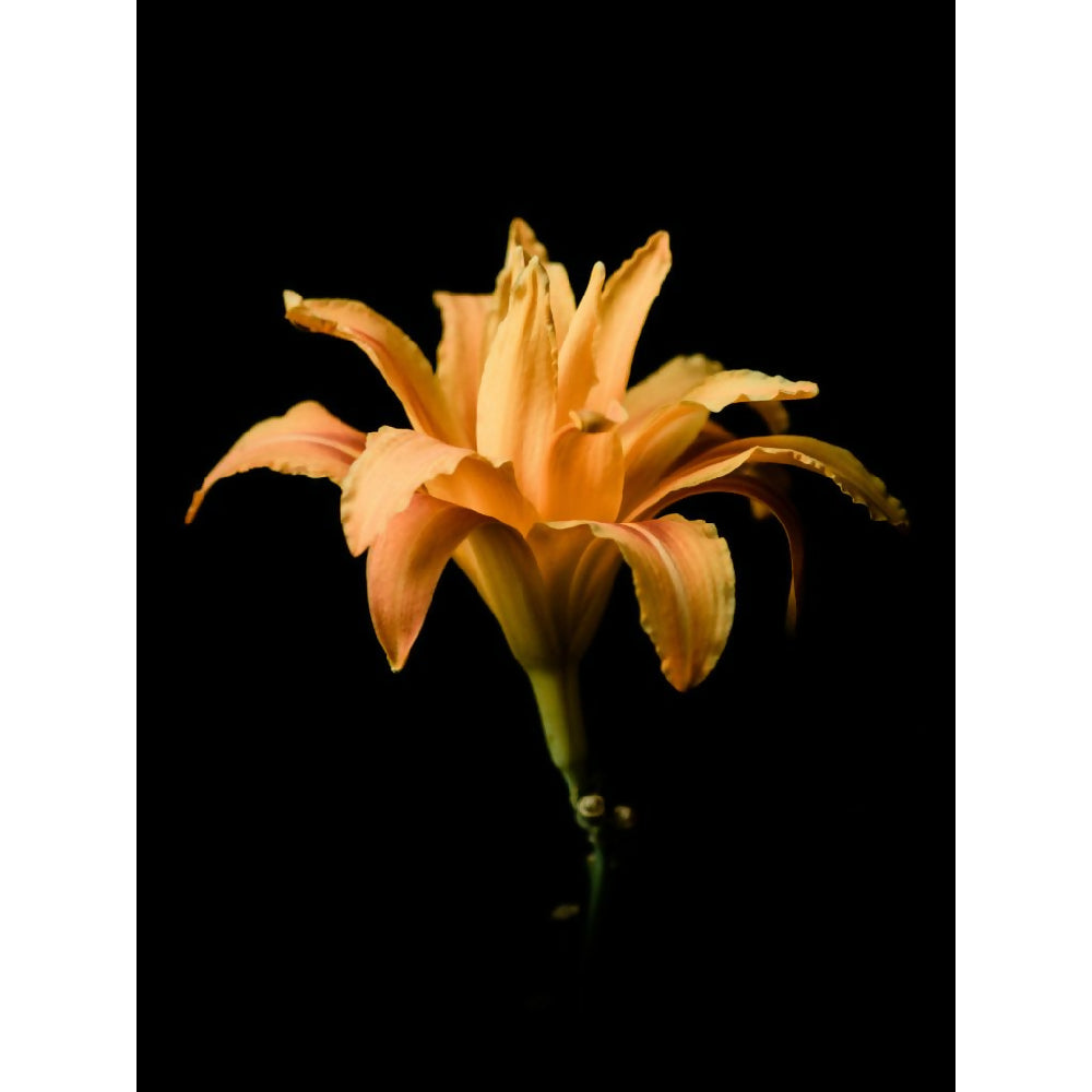 orange day lily