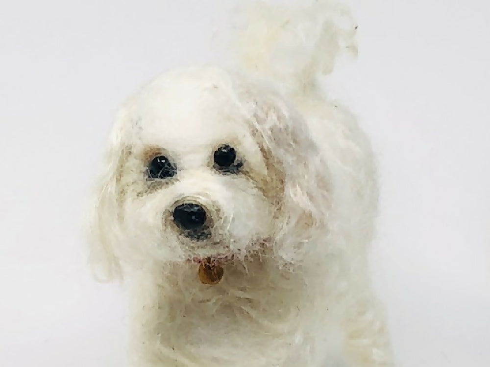 shihtzu