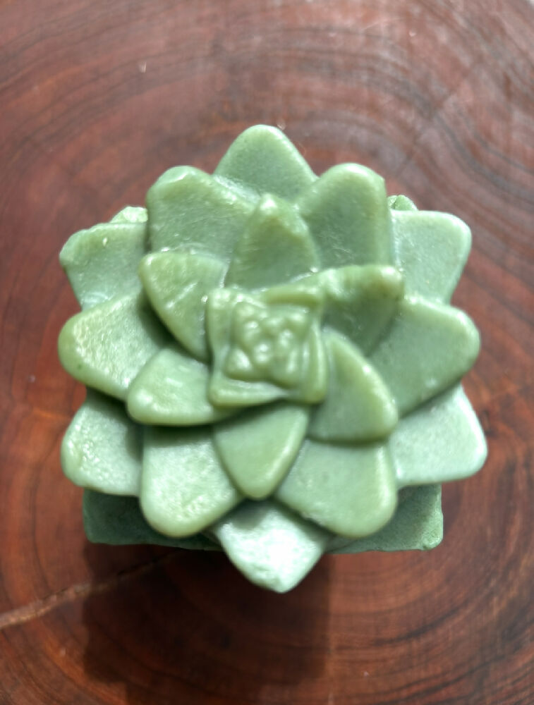Cactus soap plant