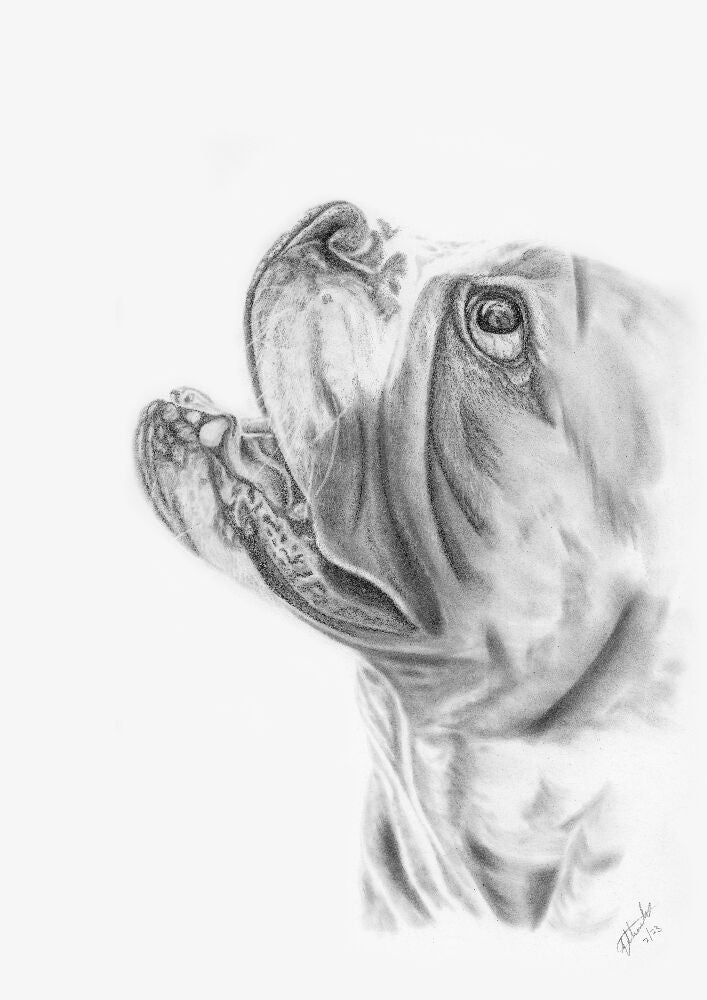 Graphite Pet Portrait A5