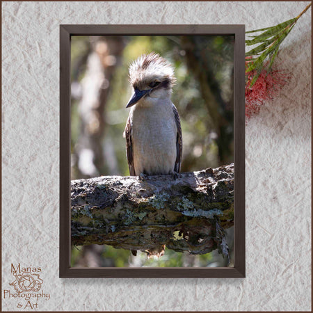 Photographic Print | Wall Art | Wind Swept Kookaburra