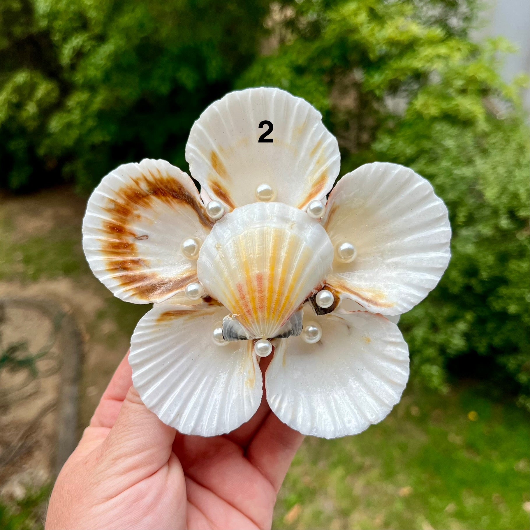 Large Scallop Shell Flower Trays