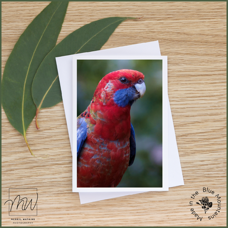 Blank Greeting Card - Immature Crimson Rosella